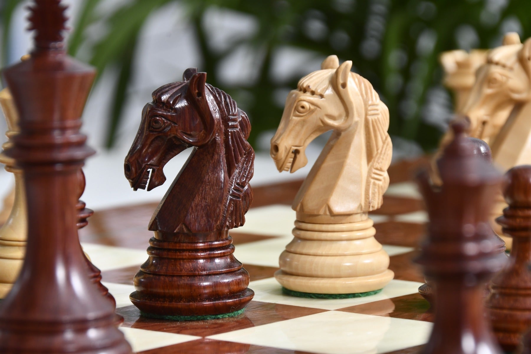 New Colombian Staunton chess set, 99mm king, Bud rosewood finish with its 55cm red ash burl and maple board